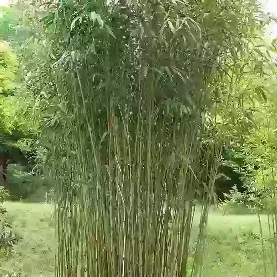 Pseudosasa japonica Arrow bamboo (Sent in 9cm pot)
